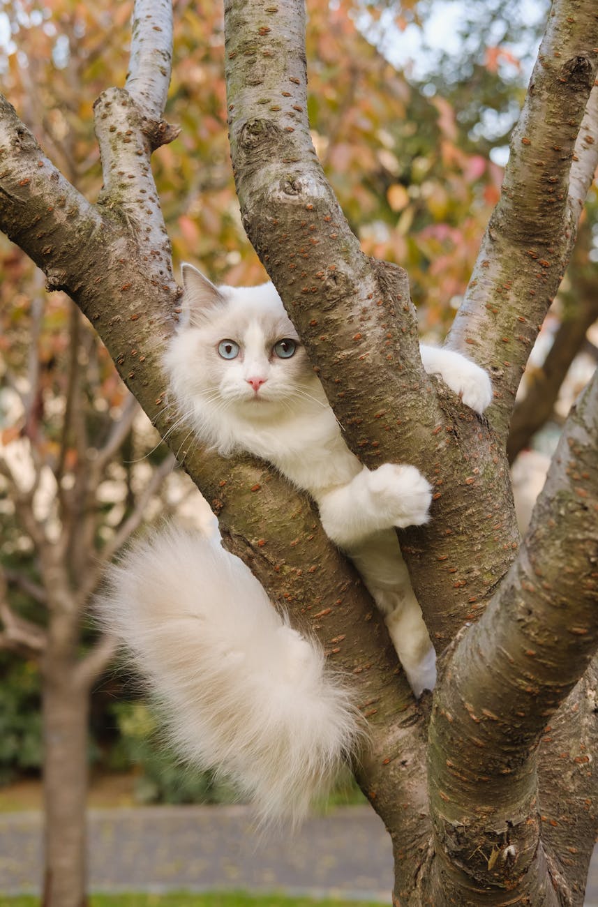 ¿Debo dejar salir a mi gato Ragdoll? Guía completa para su&nbsp;seguridad