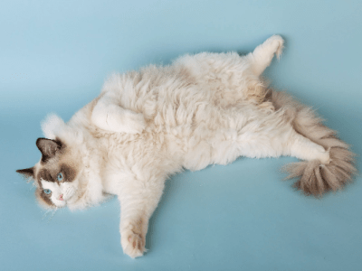 El gato Ragdoll: características y por qué es el gato ideal para una&nbsp;familia