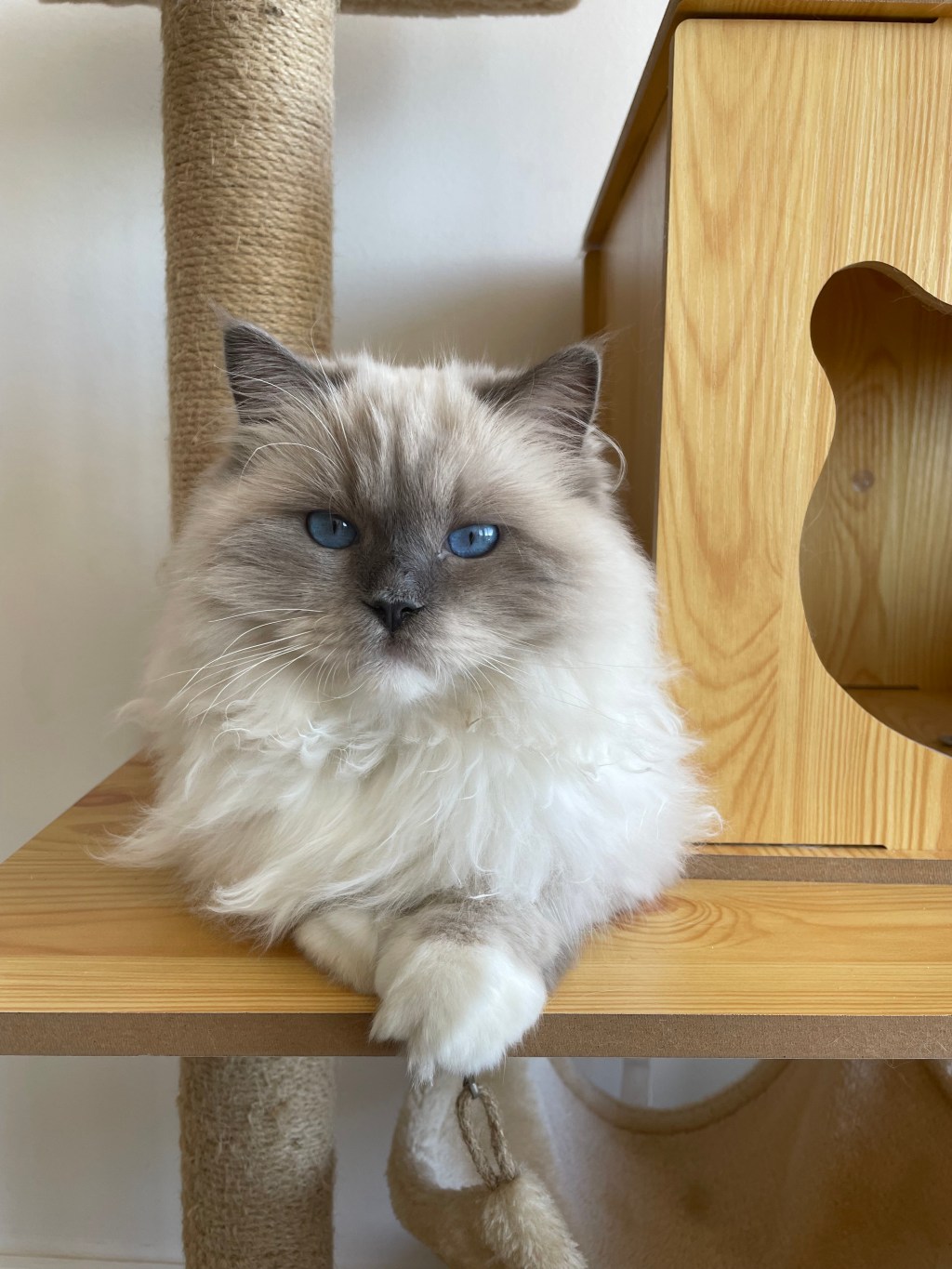 Cómo prevenir las bolas de pelo en gatos Ragdoll
