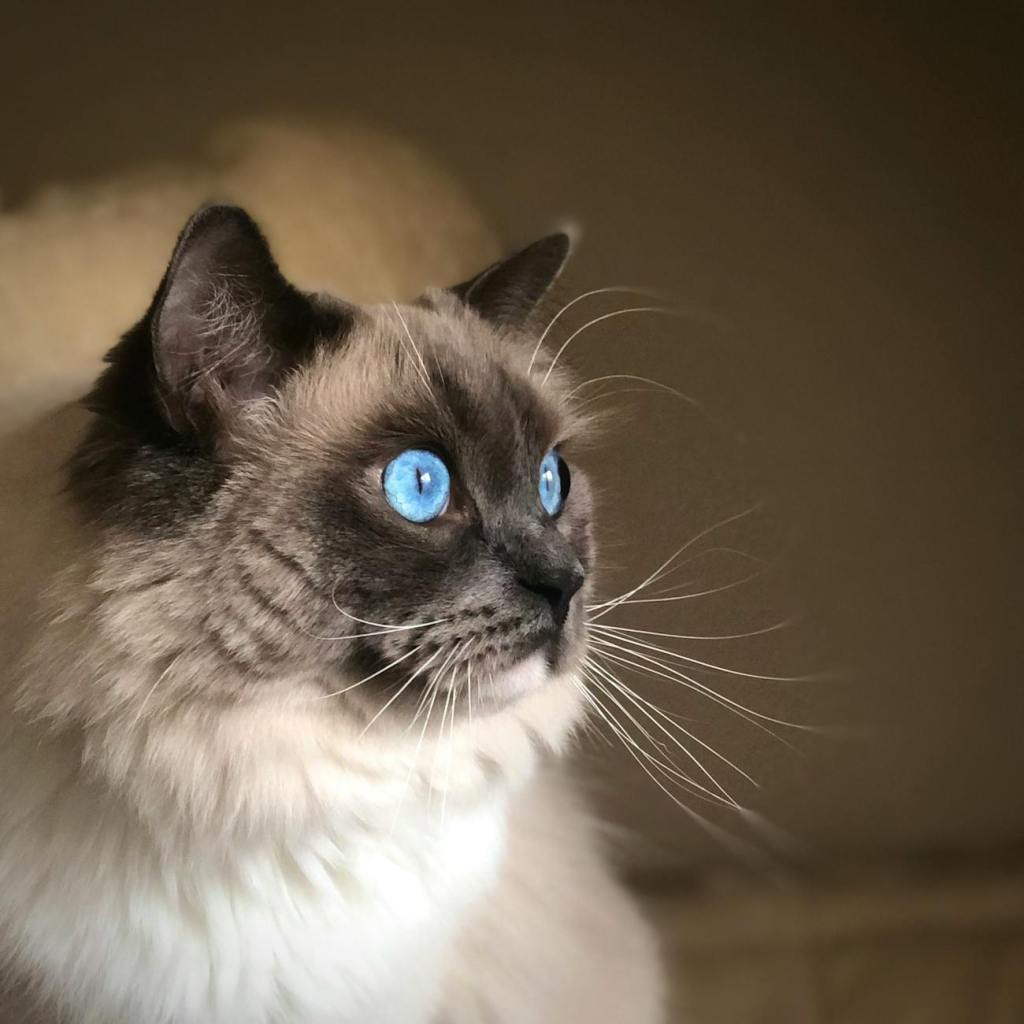El Ragdoll Seal Mitted: elegancia con un toque&nbsp;distintivo