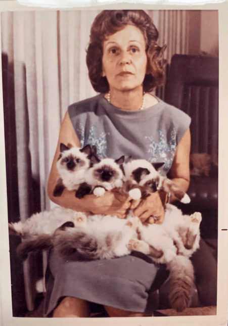 La verdadera historia del gato Ragdoll: Ann Baker y los misteriosos orígenes de la&nbsp;raza