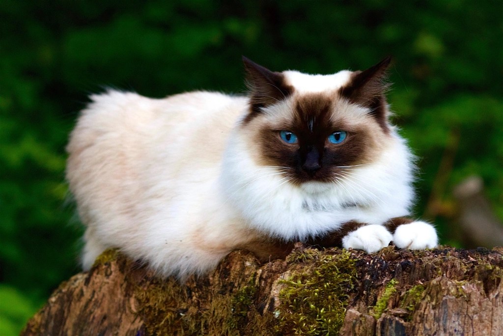 ¿Por qué los gatos Ragdoll amasan? Descubre por qué hacen ese tierno masaje con sus&nbsp;patas