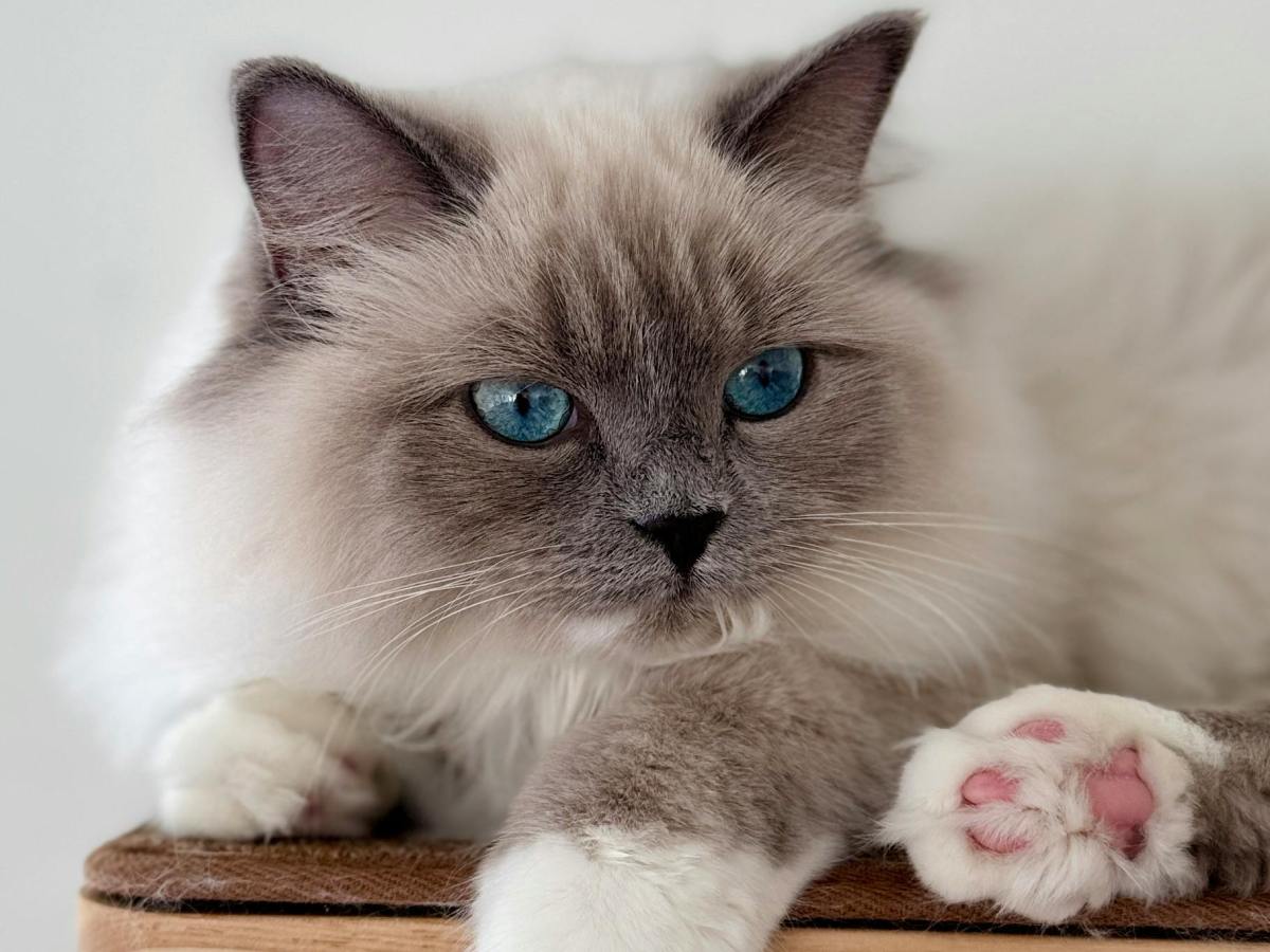 El temperamento de los Ragdoll ¿Son realmente tan&nbsp;“achuchables”?