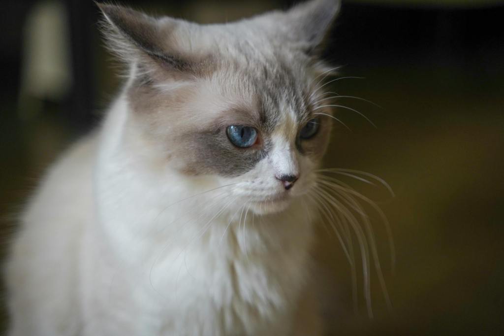 ¿Los gatos Ragdoll requieren muchos&nbsp;cuidados?