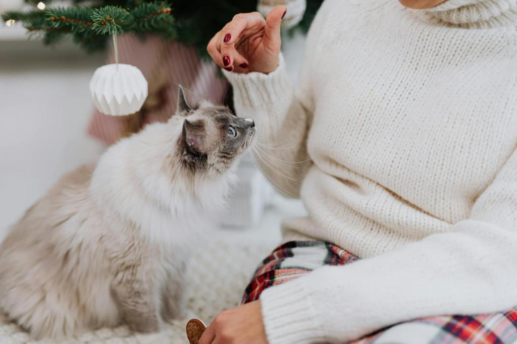 ¿Los gatos Ragdoll dan alergia? Todo lo que debes&nbsp;saber