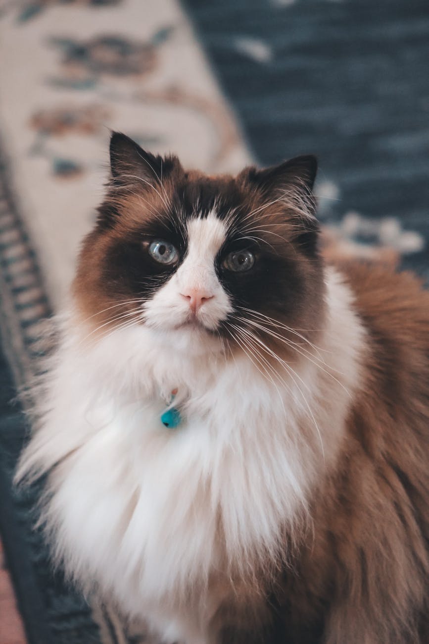 Obesidad en el gato Ragdoll: cómo mantener un peso&nbsp;saludable