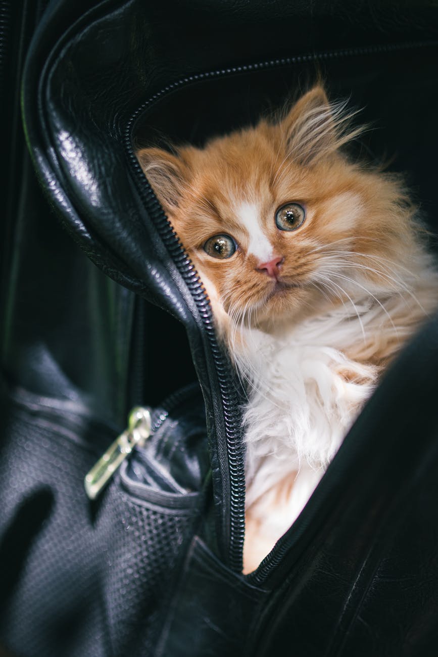 Viajar con tu gato Ragdoll en coche: guía completa para un viaje&nbsp;seguro