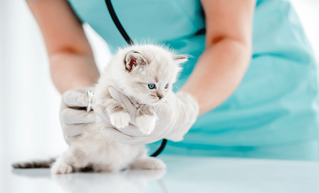 Selecciona un veterinario de&nbsp;confianza