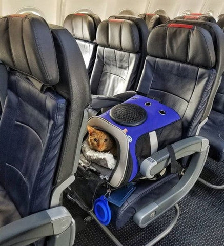 ¿Preparando tus vacaciones?Cómo viajar en avión con un gato Ragdoll