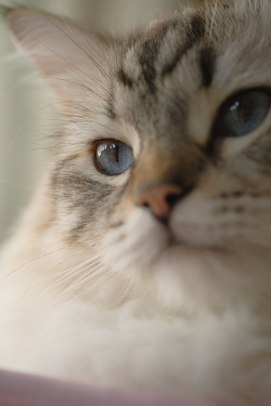 El Ragdoll Lynx: todo sobre los Ragdoll&nbsp;atigrados
