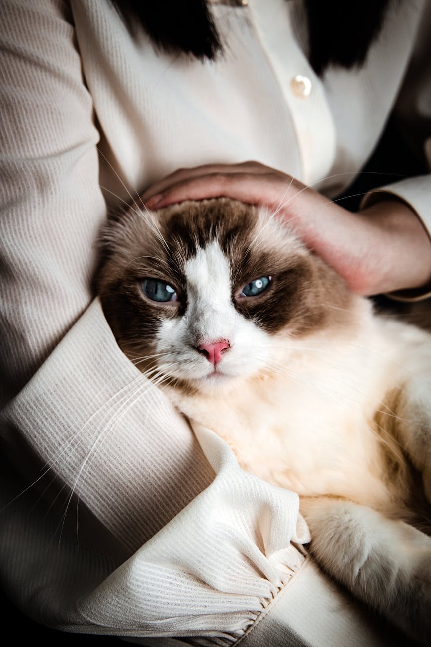 HCM en gatos Ragdoll: todo lo que debes saber sobre la miocardiopatía&nbsp;hipertrófica
