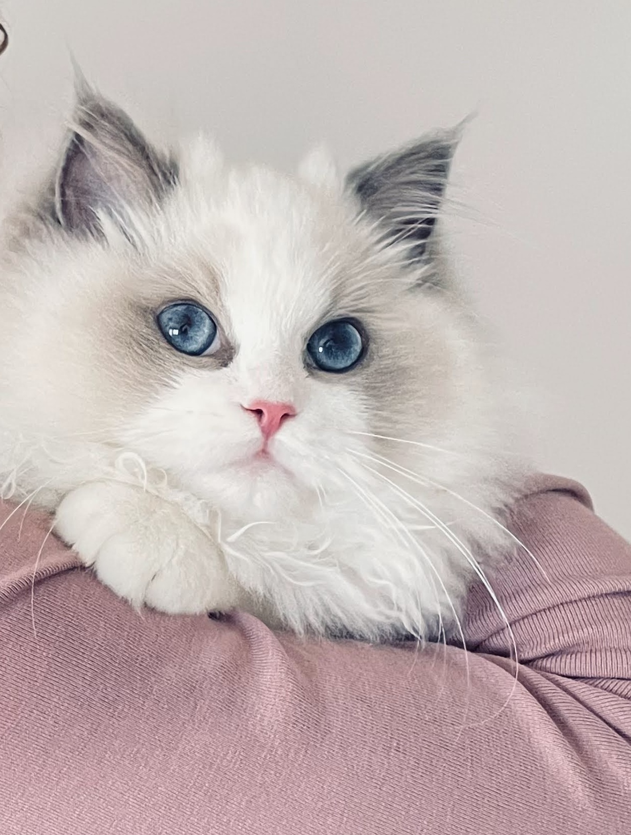 El Ragdoll Blue Bicolor: elegancia en tonos azules y&nbsp;blancos
