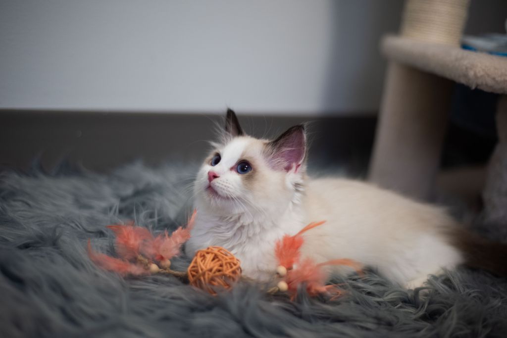 Cómo preparar tu casa para la llegada de un gatito Ragdoll