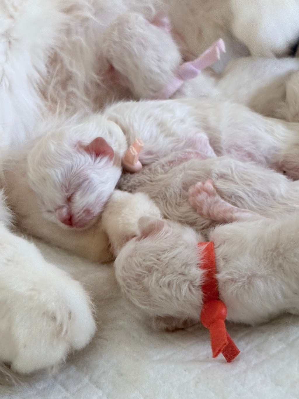 ¿Por qué los gatos Ragdoll nacen blancos? La fascinante genética de los gatos&nbsp;Colorpoint