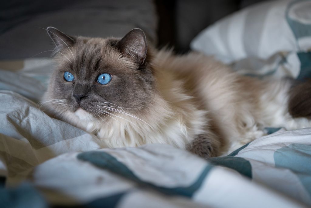 Cómo cuidar el pelo de un gato Ragdoll: guía completa de cepillado, baño y cuidados