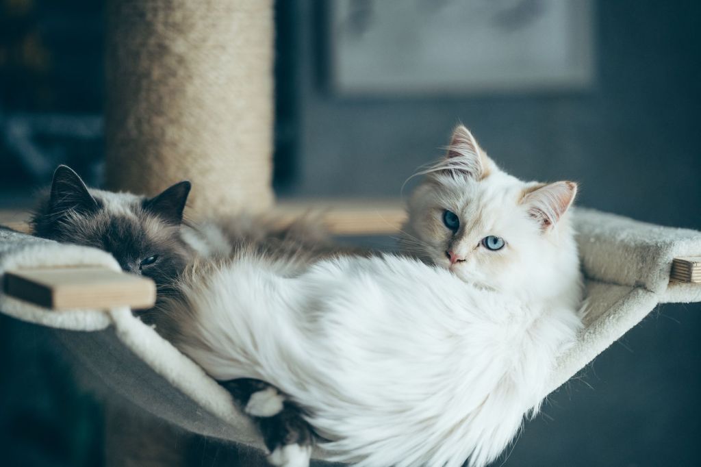 Cómo introducir un gatito Ragdoll en casa cuando ya tienes otros&nbsp;animales